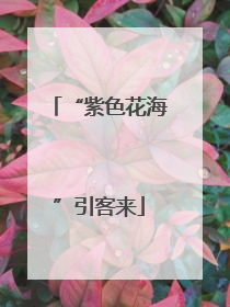 “紫色花海”引客来