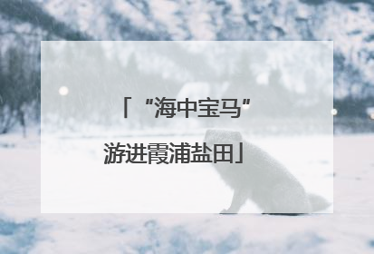 “海中宝马”游进霞浦盐田