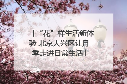 “花”样生活新体验 北京大兴区让月季走进日常生活