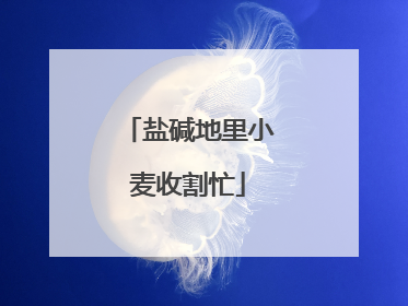 盐碱地里小麦收割忙