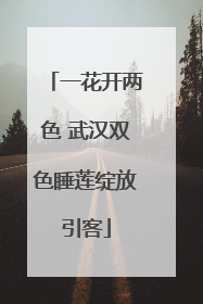 一花开两色 武汉双色睡莲绽放引客