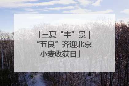 三夏“丰”景｜“五良”齐迎北京小麦收获日