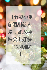 五彩小番茄清甜惹人爱，武汉种博会上好多“尖板眼”