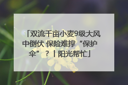 双流千亩小麦9级大风中倒伏 保险难撑“保护伞”？丨阳光帮忙