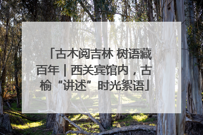 古木阅吉林 树语藏百年｜西关宾馆内，古榆“讲述”时光絮语