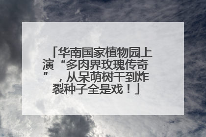 华南国家植物园上演“多肉界玫瑰传奇”，从呆萌树干到炸裂种子全是戏！