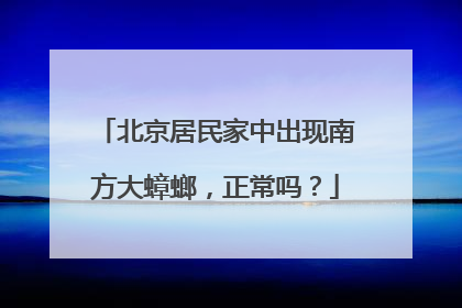 北京居民家中出现南方大蟑螂，正常吗？