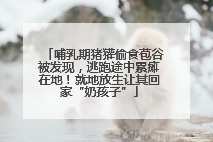 哺乳期猪獾偷食苞谷被发现，逃跑途中累瘫在地！就地放生让其回家“奶孩子”