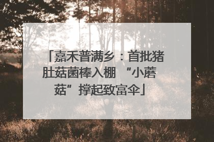 嘉禾普满乡：首批猪肚菇菌棒入棚 “小蘑菇”撑起致富伞