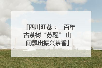 四川旺苍：三百年古茶树“苏醒” 山间飘出振兴茶香