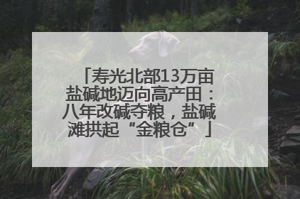 寿光北部13万亩盐碱地迈向高产田：八年改碱夺粮，盐碱滩拱起“金粮仓”