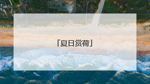 夏日赏荷