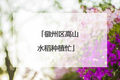 徽州区高山水稻种植忙
