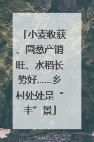 小麦收获、圆葱产销旺、水稻长势好……乡村处处是“丰”景