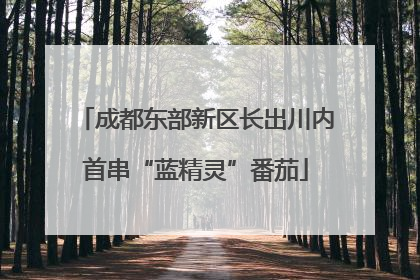 成都东部新区长出川内首串“蓝精灵”番茄