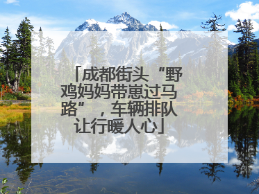 成都街头“野鸡妈妈带崽过马路”，车辆排队让行暖人心