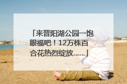 来晋阳湖公园一饱眼福吧！12万株百合花热烈绽放……