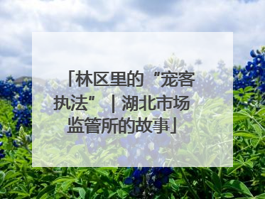 林区里的“宠客执法”｜湖北市场监管所的故事