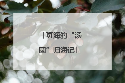 斑海豹“汤圆”归海记