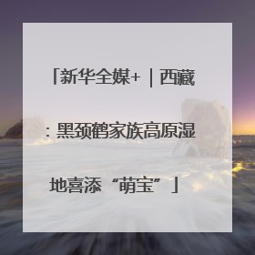 新华全媒+｜西藏：黑颈鹤家族高原湿地喜添“萌宝”