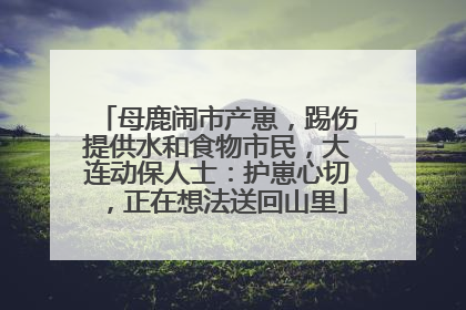 母鹿闹市产崽，踢伤提供水和食物市民，大连动保人士：护崽心切，正在想法送回山里