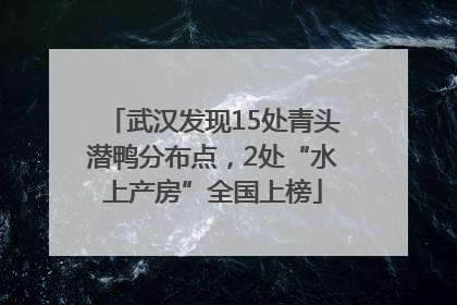 武汉发现15处青头潜鸭分布点，2处“水上产房”全国上榜