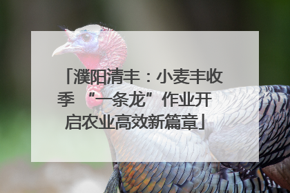 濮阳清丰：小麦丰收季 “一条龙”作业开启农业高效新篇章