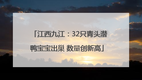 江西九江：32只青头潜鸭宝宝出巢 数量创新高