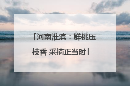 河南淮滨：鲜桃压枝香 采摘正当时
