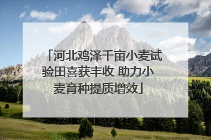 河北鸡泽千亩小麦试验田喜获丰收 助力小麦育种提质增效