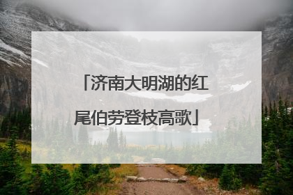济南大明湖的红尾伯劳登枝高歌