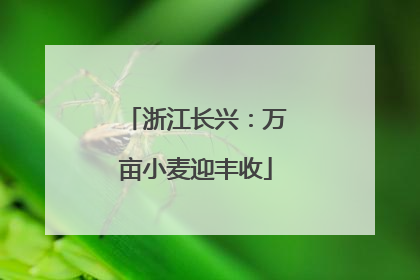 浙江长兴：万亩小麦迎丰收