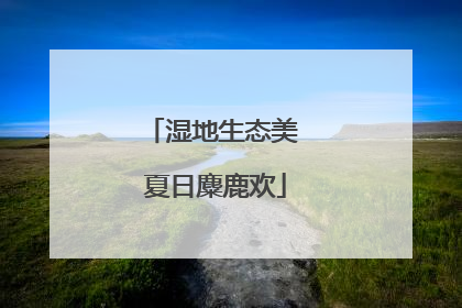 湿地生态美 夏日麋鹿欢