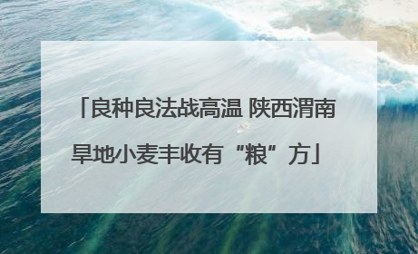 良种良法战高温 陕西渭南旱地小麦丰收有“粮”方