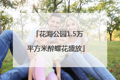 花海公园1.5万平方米醉蝶花盛放