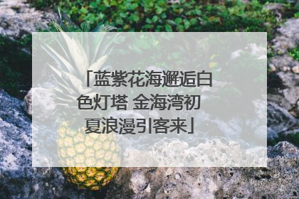 蓝紫花海邂逅白色灯塔 金海湾初夏浪漫引客来