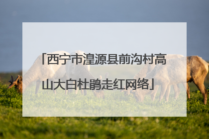 西宁市湟源县前沟村高山大白杜鹃走红网络