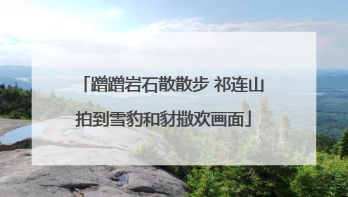 蹭蹭岩石散散步 祁连山拍到雪豹和豺撒欢画面