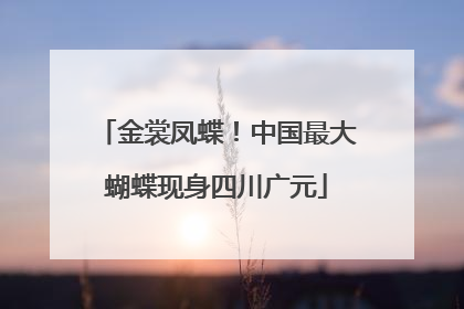 金裳凤蝶！中国最大蝴蝶现身四川广元