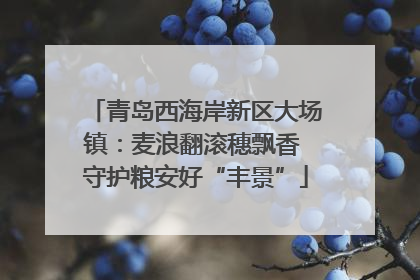 青岛西海岸新区大场镇：麦浪翻滚穗飘香 守护粮安好“丰景”