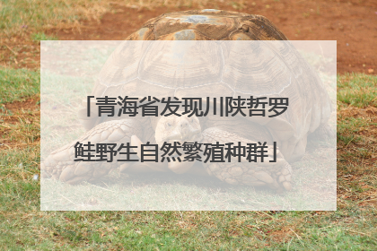 青海省发现川陕哲罗鲑野生自然繁殖种群