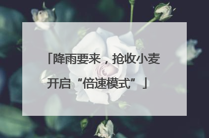 降雨要来，抢收小麦开启“倍速模式”