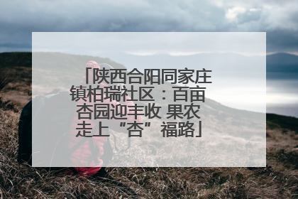 陕西合阳同家庄镇柏瑞社区：百亩杏园迎丰收 果农走上“杏”福路