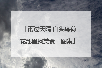 雨过天晴 白头鸟荷花池里找美食｜图集