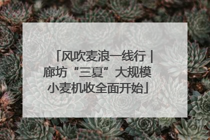 风吹麦浪一线行｜廊坊“三夏”大规模小麦机收全面开始