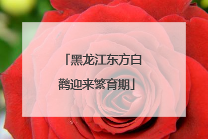 黑龙江东方白鹳迎来繁育期