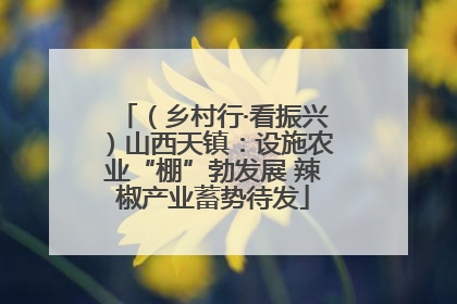 （乡村行·看振兴）山西天镇：设施农业“棚”勃发展 辣椒产业蓄势待发