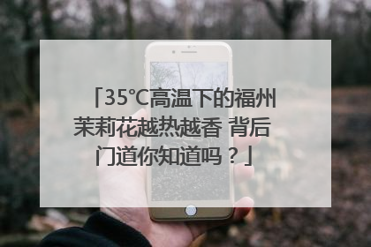 35℃高温下的福州茉莉花越热越香 背后门道你知道吗？